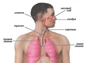 Заболевания органов дыхания