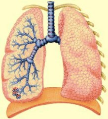 Очищение лёгких 